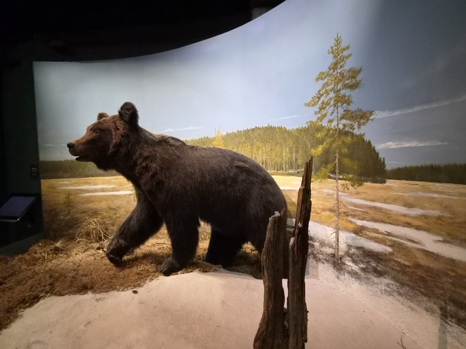 Brown bear in a spring bog diorama at Vapriikki natural history museum, Tampere